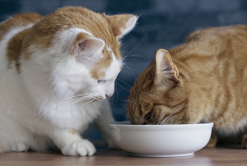 CREATURE COMFORTS: WHY PE LIKES PET CARE