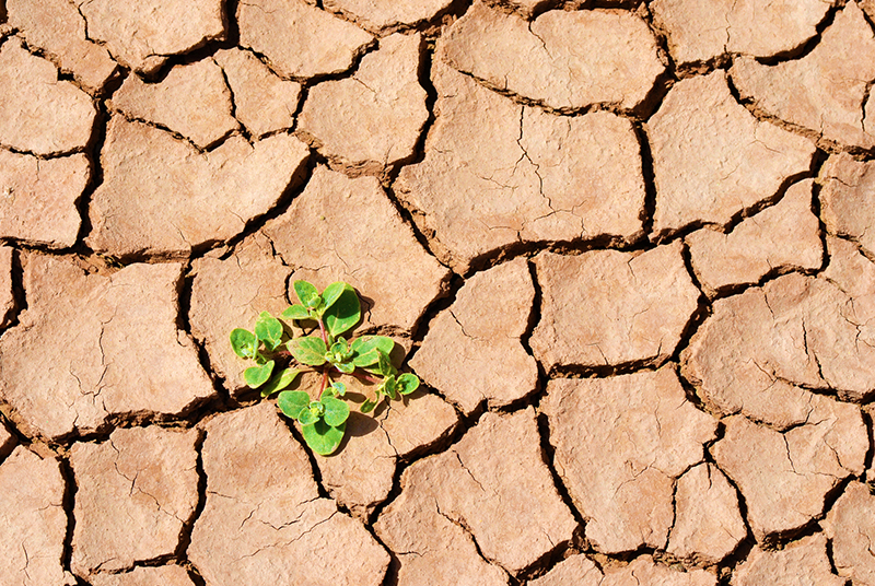 SOUTHEAST ASIA VC: DROUGHT SURVIVORS